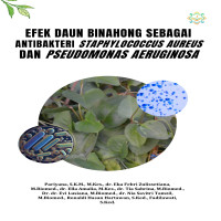 Efek Daun Binahong sebagai Antibakteri Staphylococcus aureus dan  Pseudomonas aeruginosa